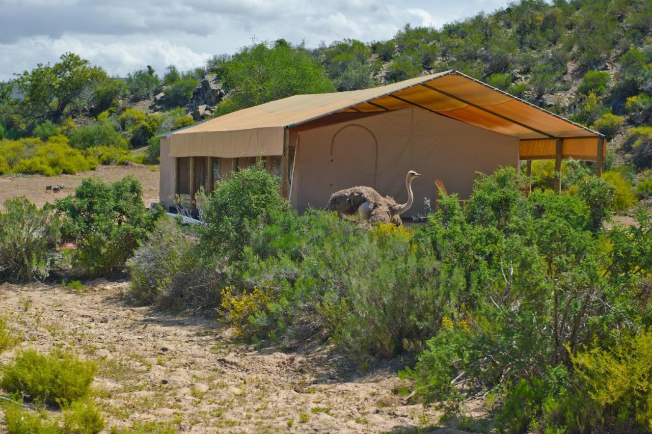 African Game Lodge Монтегю Экстерьер фото